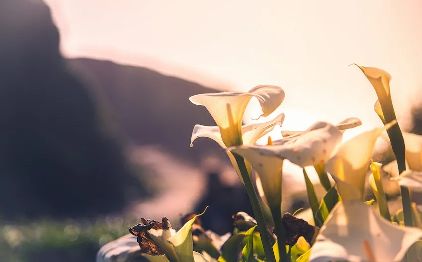 Calla Lily on Garrapata beach, south of Carmel-by-the-Sea